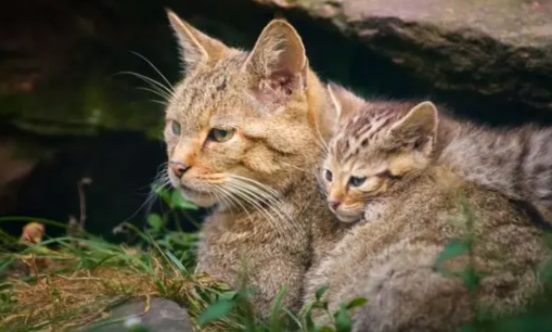 2个多月的野猫能变成家猫吗？