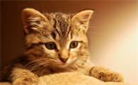 猫咪中耳炎症状有哪些表现