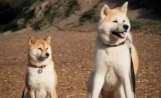 柴犬跟秋田犬有什么区别，铲屎官们一定要知道