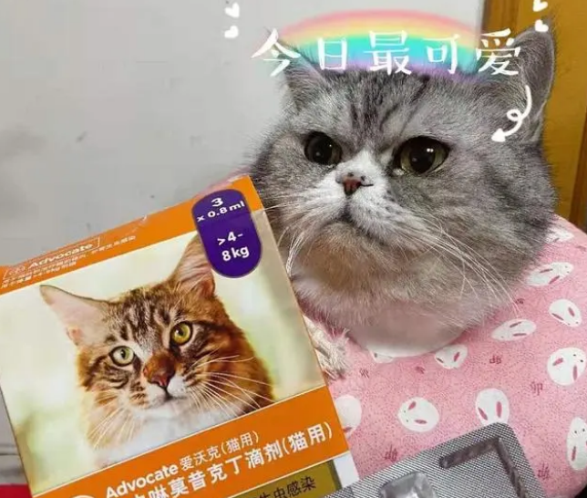 小猫多大可以驱虫，爱沃克教你正确驱虫法