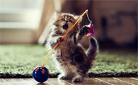 猫疫苗间隔15天可以打吗?