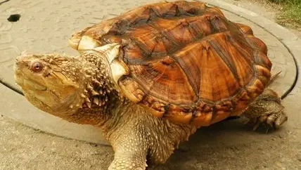 鳄龟尾巴断了还可以长出来吗?主人必须知道! 鳄龟尾巴断了还可以长出来吗?主人必须知道!