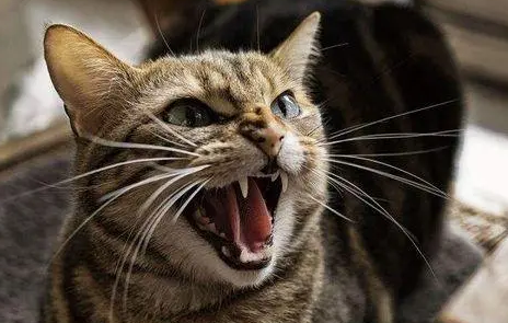 猫咪闹情绪的表现 猫咪闹情绪的表现