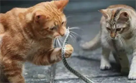 猫被蛇咬了口吐白沫还能活吗