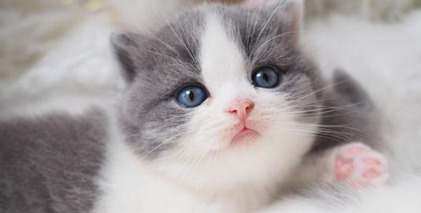 猫吃幼崽是怎么回事呢 猫吃幼崽是怎么回事呢