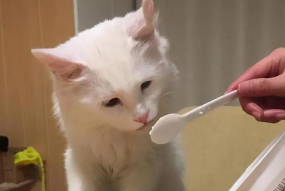 猫能不能吃蔓越梅干