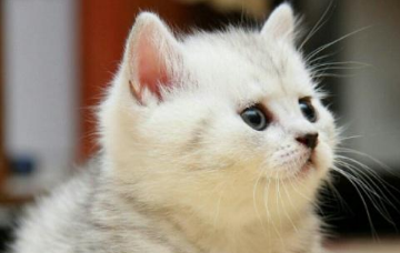 猫长猫癣怎么治疗好得快