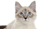 猫尿血在家怎么治疗