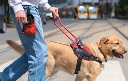 导盲犬可以出入任何场合吗