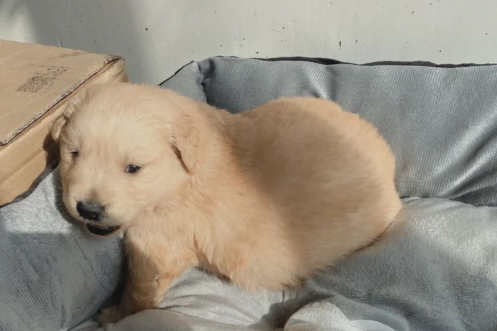 犬心保好不好,养狗党必须get的事 犬心保好不好,养狗党必须get的事