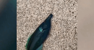男子海钓钓到一身墨绿色的怪鱼,鱼鳍还闪着蓝色,是有毒的海鱼? 男子海钓钓到一身墨绿色的怪鱼,鱼鳍还闪着蓝色,是有毒的海鱼?