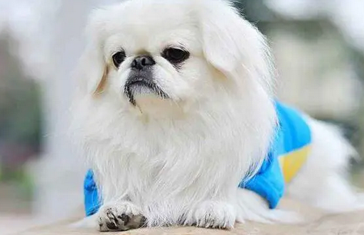 狗狗天天洗澡可以吗 狗狗天天洗澡可以吗