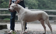 为什么饲养的杜高犬要裁耳朵？还不快来看看～