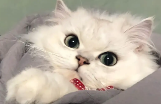 猫咪驱虫后不吃不喝好几天怎么办 猫咪驱虫后不吃不喝好几天怎么办
