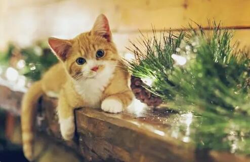 猫拉不出屎怎么办 猫拉不出屎怎么办