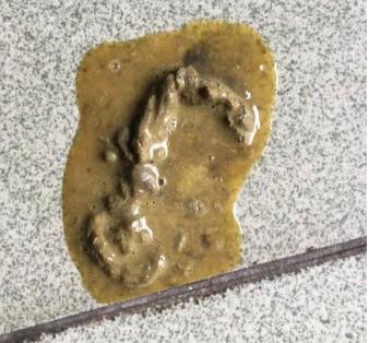 一个月狗狗拉稀怎么办最有效的方法 一个月狗狗拉稀怎么办最有效的方法