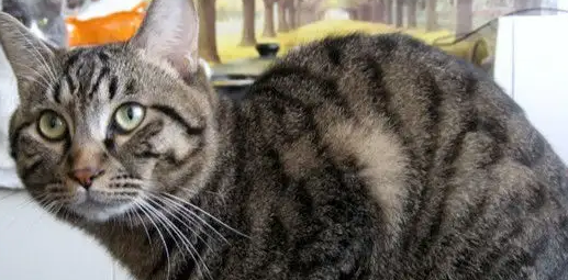 想知道麻猫是什么品种的猫?来这了解一下!-宠物网