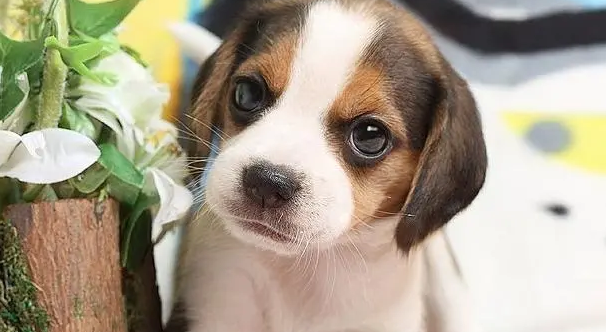 幼犬便便带一点血是什么原因 幼犬便便带一点血是什么原因