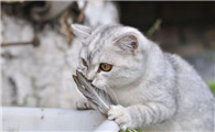 猫咪可以吃猪肝吗