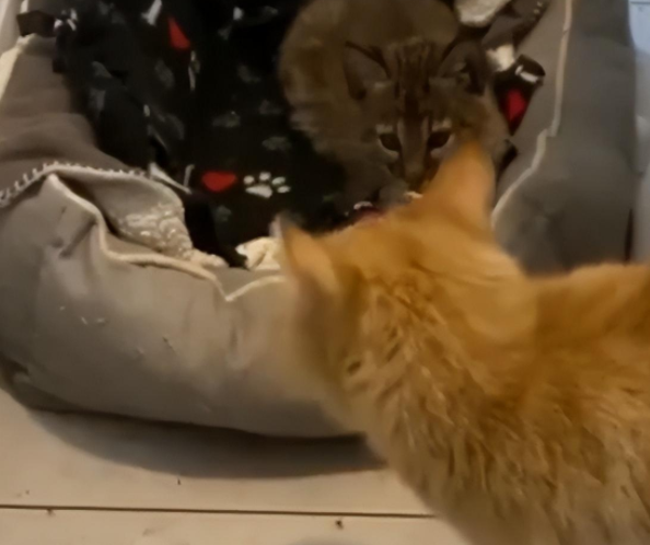 好评度超高的橘猫保姆，接手奇葩大客户…也太专业了