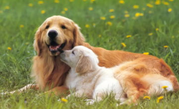 犬细小病毒的症状 犬细小病毒的症状