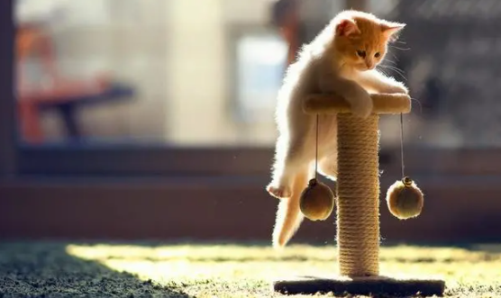猫不吃东西还软便什么原因