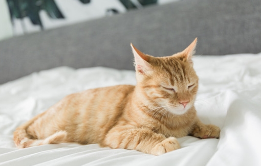 飞机托运宠物猫办理其实很简单，这篇文章教你