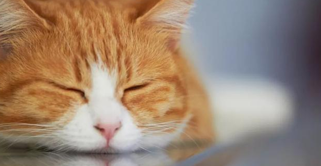 猫咪拉血是怎么回事怎么解决 猫咪拉血是怎么回事怎么解决