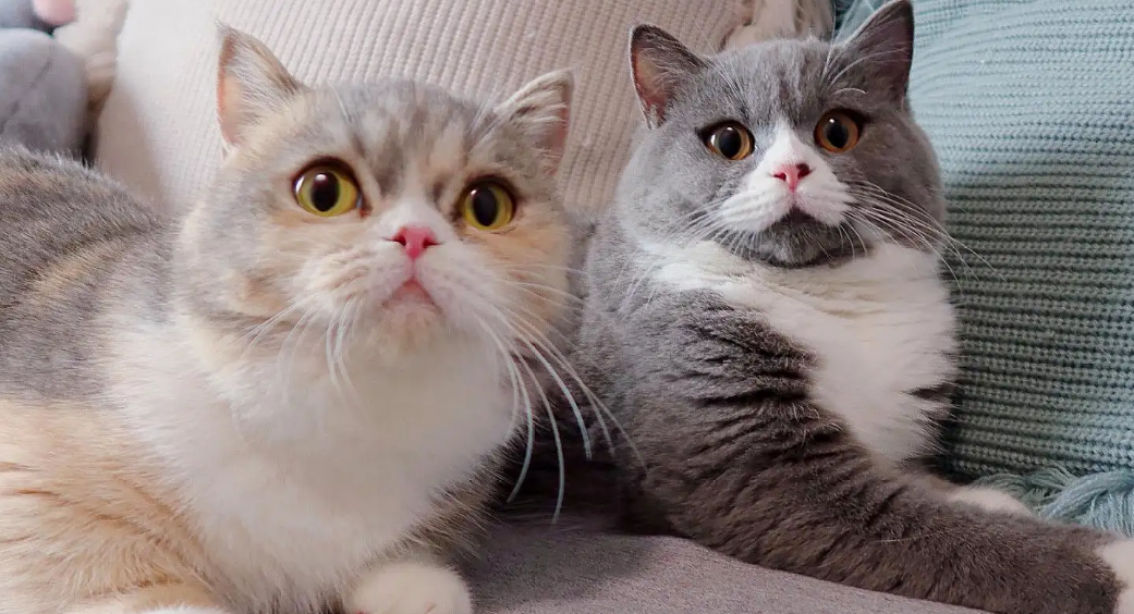 猫咪尿不出尿怎么办