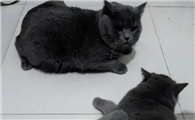 猫咪什么时候发情需要注意什么