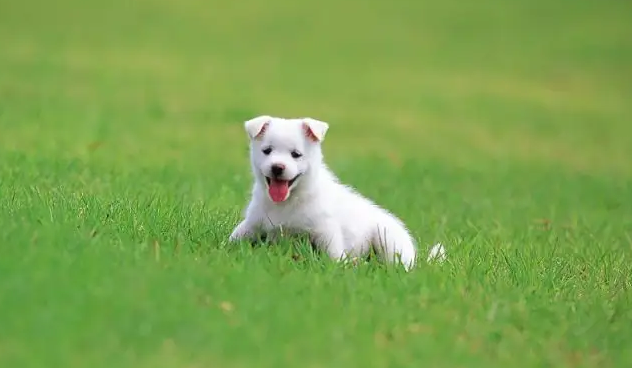 狗狗产后一周不吃东西