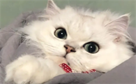 猫咪驱虫后不吃不喝好几天怎么办