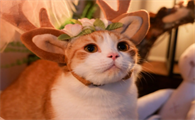 猫咪爪子很干怎么办