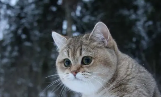 猫咪体外驱虫后吐白沫怎么办啊 猫咪体外驱虫后吐白沫怎么办啊