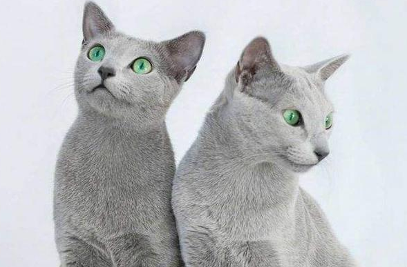 2个月小猫能吃木天蓼吗 2个月小猫能吃木天蓼吗