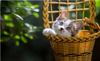 猫瘟检测试纸怎么检查出来