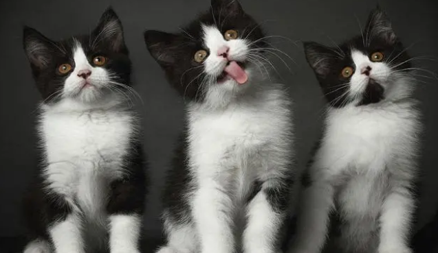 猫能吃糖吗为什么