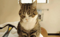 怎么阻止猫踩奶伸爪子呢