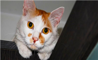猫总舔自己正常吗怎么回事