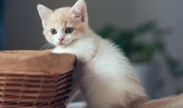 猫舔了一口巧克力会有事吗会死吗