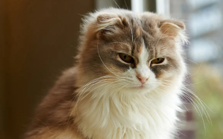 刚出生的猫咪几天睁眼睛 刚出生的猫咪几天睁眼睛