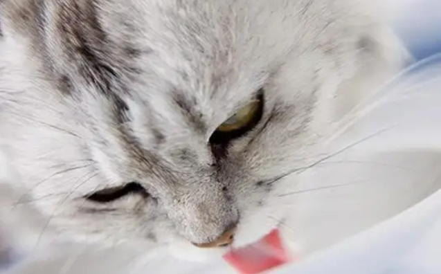 猫咪呕吐物里面有少量血丝怎么回事 猫咪呕吐物里面有少量血丝怎么回事