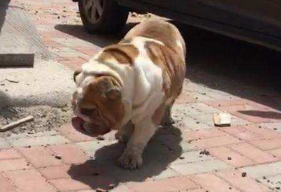 狗憋怎么去除