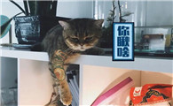 花臂猫是什么品种?快来收藏一下~