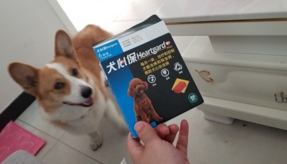 狗狗夏季如何预防心丝虫?有蚊虫的地方一定要备好犬心保哦 狗狗夏季如何预防心丝虫?有蚊虫的地方一定要备好犬心保哦