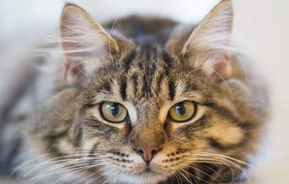 猫传腹笼子一年可以用吗