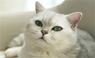 猫喘气腹部起伏大是怎么回事呢
