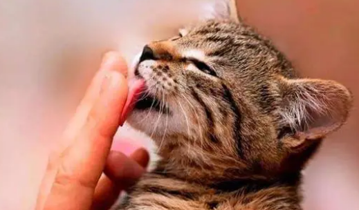 猫为什么抓着手又舔又咬