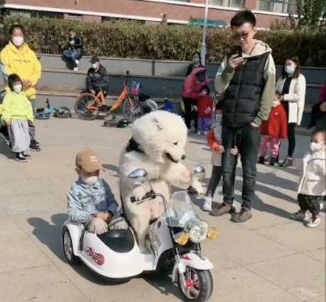 萨摩耶骑电动车自己踩油门，带着小主人在小区里溜达，成精了都