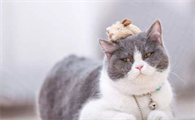 两个月的小猫拉稀带血怎么办